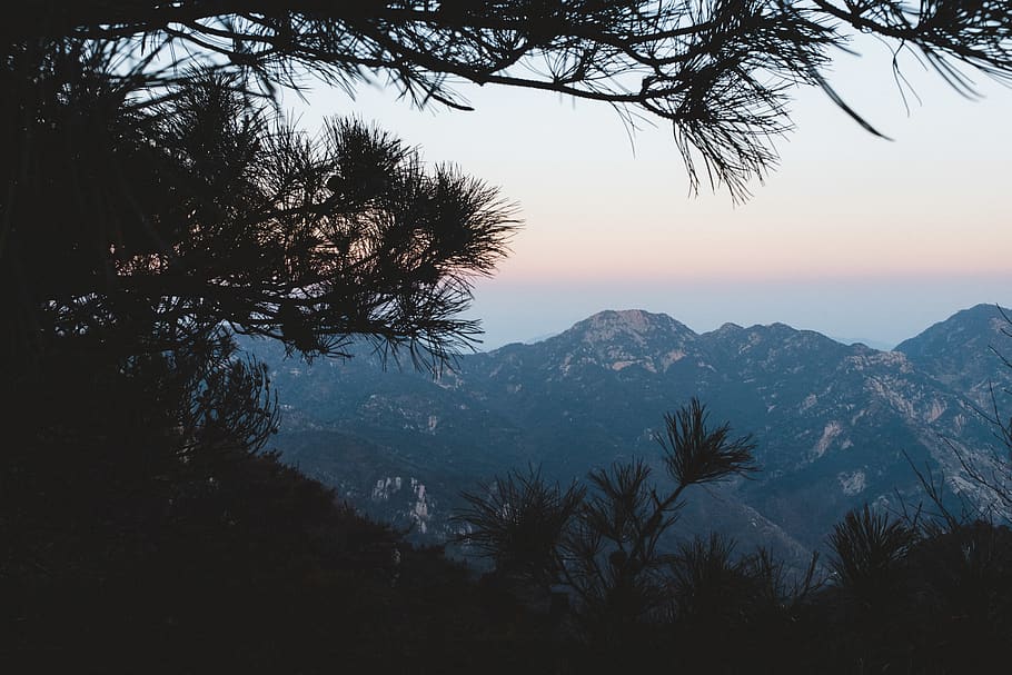 snow capped mountain peak, tree, plant, nature, outdoors, conifer HD wallpaper