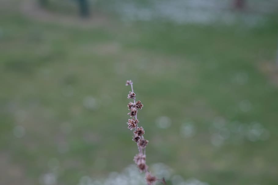australia, daylesford, spring, leaf, branch, flower, focus on foreground HD wallpaper
