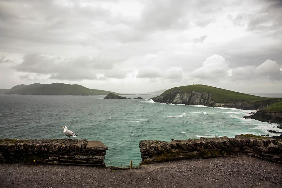 ireland, valentia island, kerry, county, seagull, beach, shore, HD wallpaper