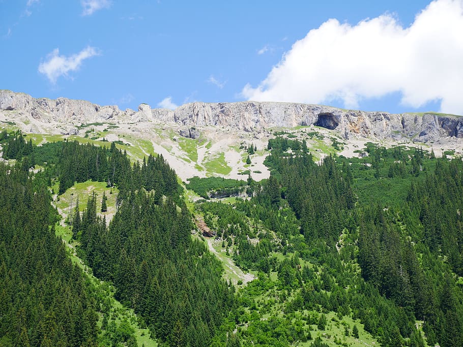 Mountain Valley and Pine Trees, daylight, environment, forest HD wallpaper