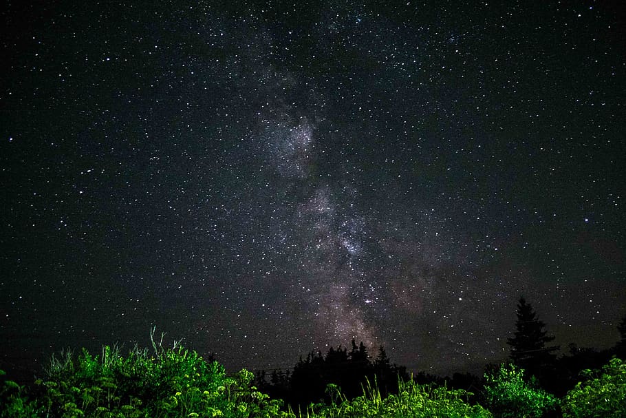 green trees under starry night, star - space, astronomy, beauty in nature HD wallpaper