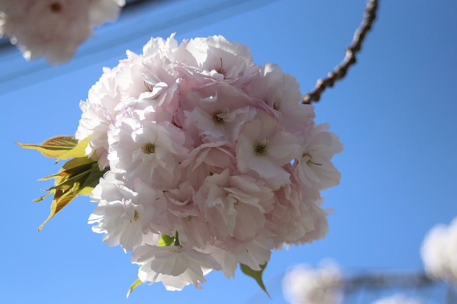 sakura, spring, bloom, nature, flower, flowering plant, fragility HD wallpaper