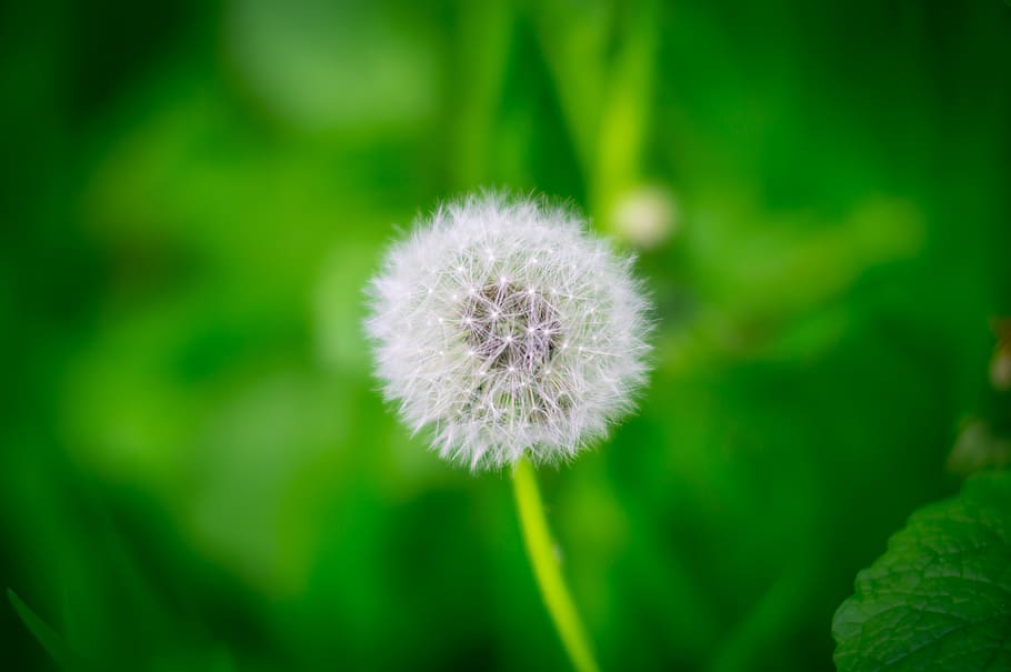 nature, background, plant, spring, green, flower, freshness, HD wallpaper