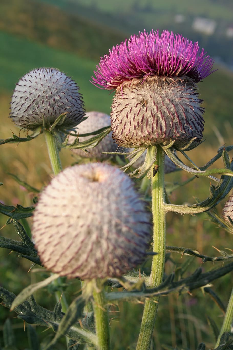 thistle, prickly, spine, thorn, plant, flower, growth, flowering plant HD wallpaper