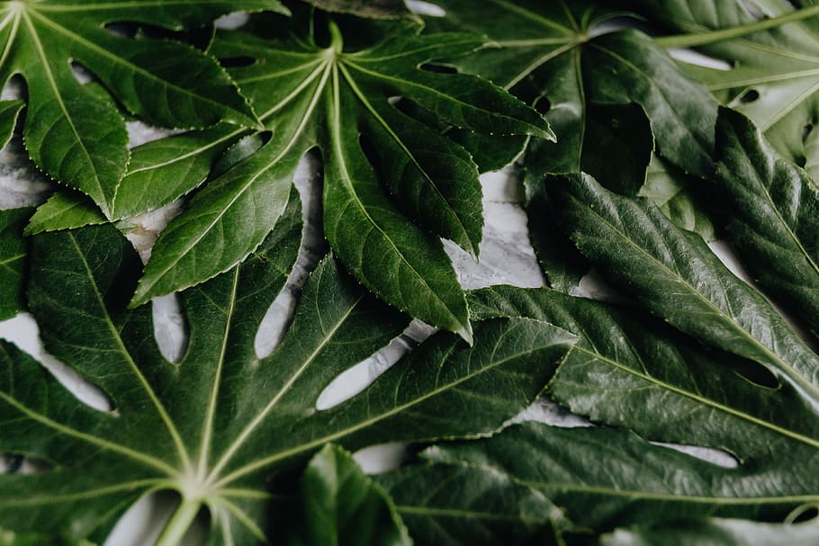 Aralia Leaves, green, leaf, greenery, plant part, green color HD wallpaper