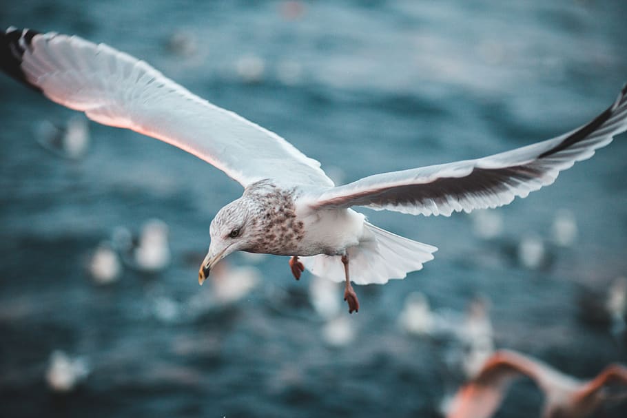 white bird during daytime, animals in the wild, animal themes HD wallpaper