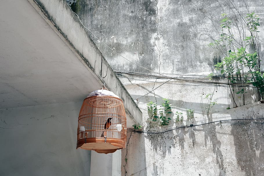 orange bird cage hanging during daytime, built structure, architecture HD wallpaper