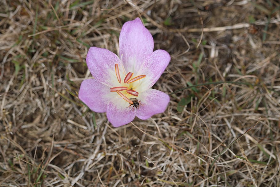 lila, flower, insect, flowering plant, petal, fragility, vulnerability HD wallpaper