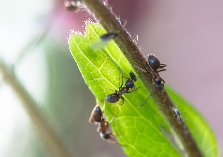 ant, aphid, aphids, bug, luis, nature, plant, plant part, leaf HD wallpaper