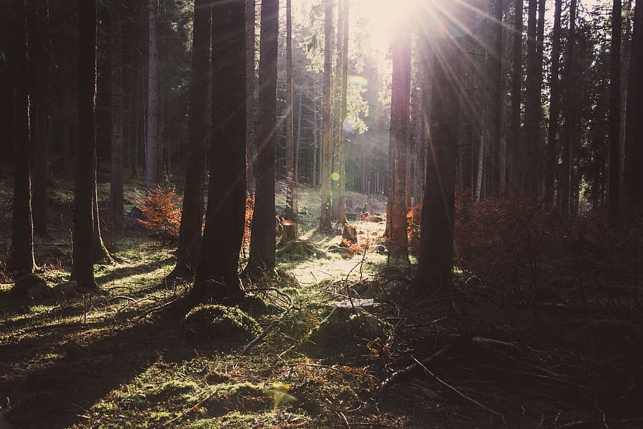 light, flare, sunlight, tree, plant, wood, painting, art, redwood HD wallpaper