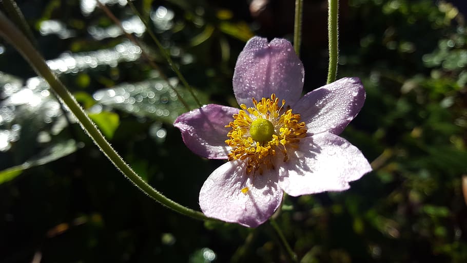 garden, flower, sun, dew, blossom, bloom, flowering plant, fragility HD wallpaper