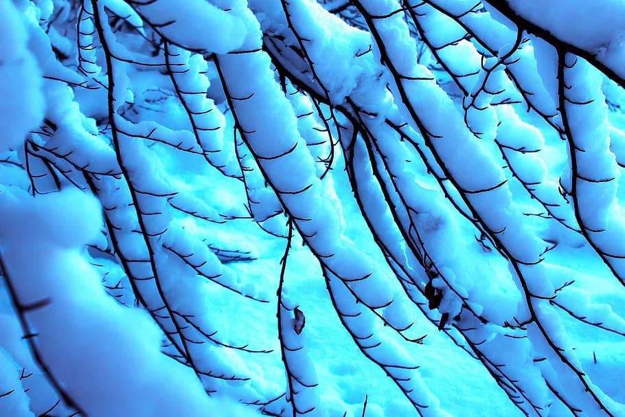 winter, branch, tree, beech, snow, cold, frost, forest, full frame HD wallpaper