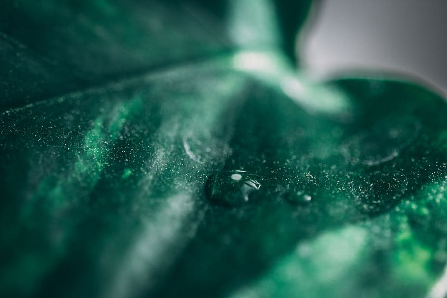 germany, lich, eberstadt, single, alone, leaf, green, water HD wallpaper