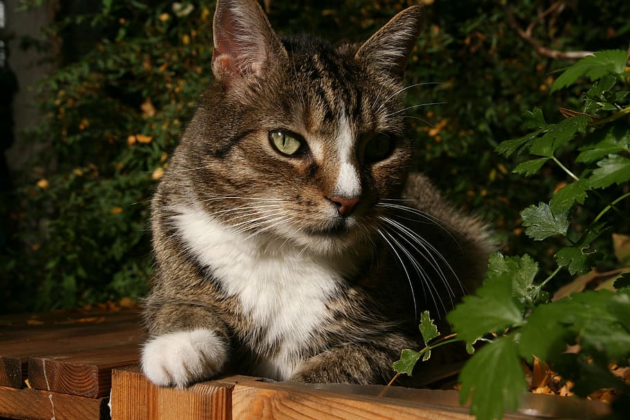 cat, pet, cat face, feline, one animal, animal themes, domestic cat HD wallpaper