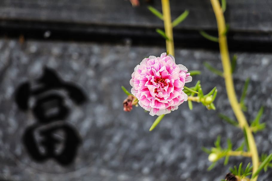 vietnam, chùa linh ứng, pink flower, serene, nature, plant, HD wallpaper