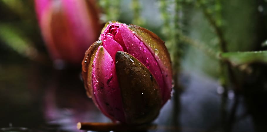 Selective Focus Photography of Pink Flower Bud, aquatic plant, HD wallpaper