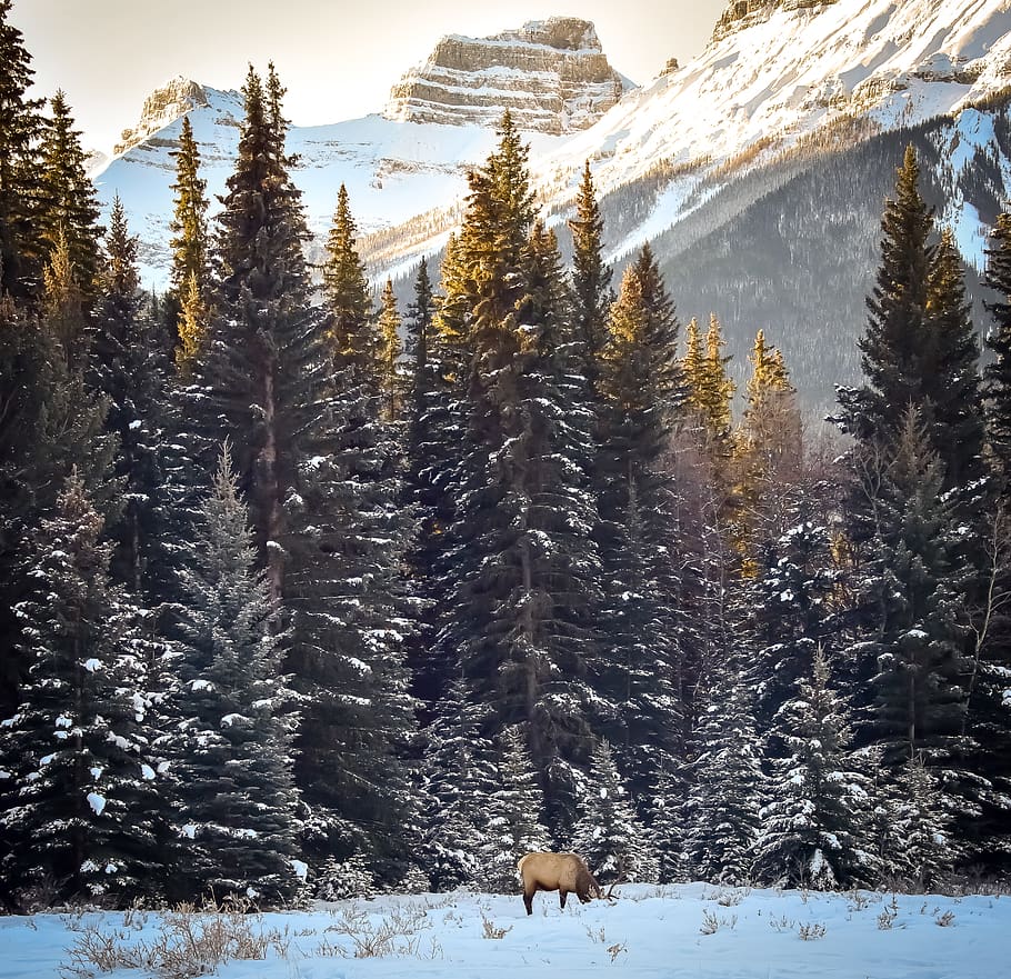 moose standing near trees, plant, abies, fir, banff, conifer HD wallpaper