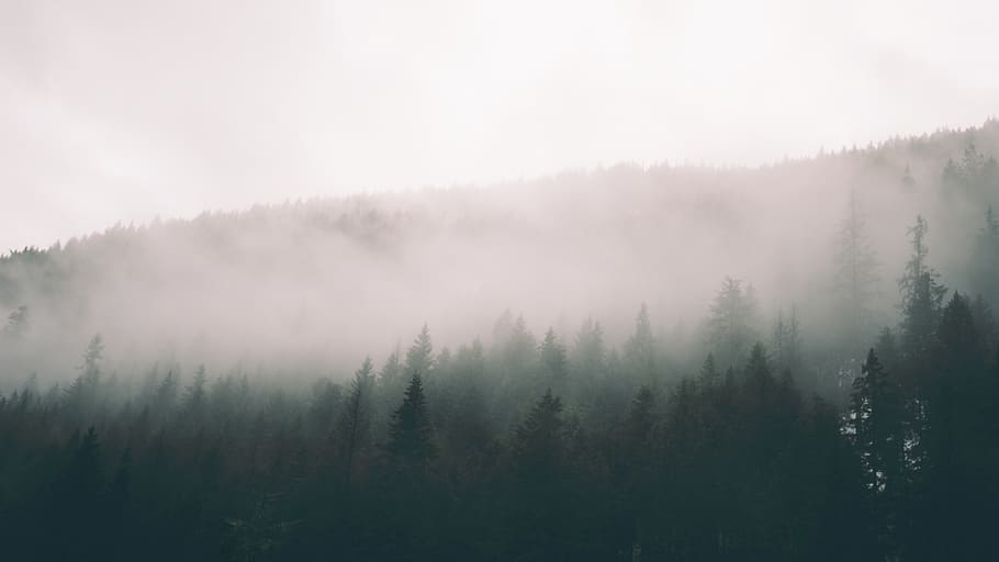nature, trees, forest, woods, smoke, fog, haze, tranquil scene HD wallpaper