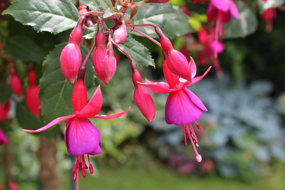 fuchsia, flower, blossom, bloom, flora, close up, garden, balcony plant HD wallpaper