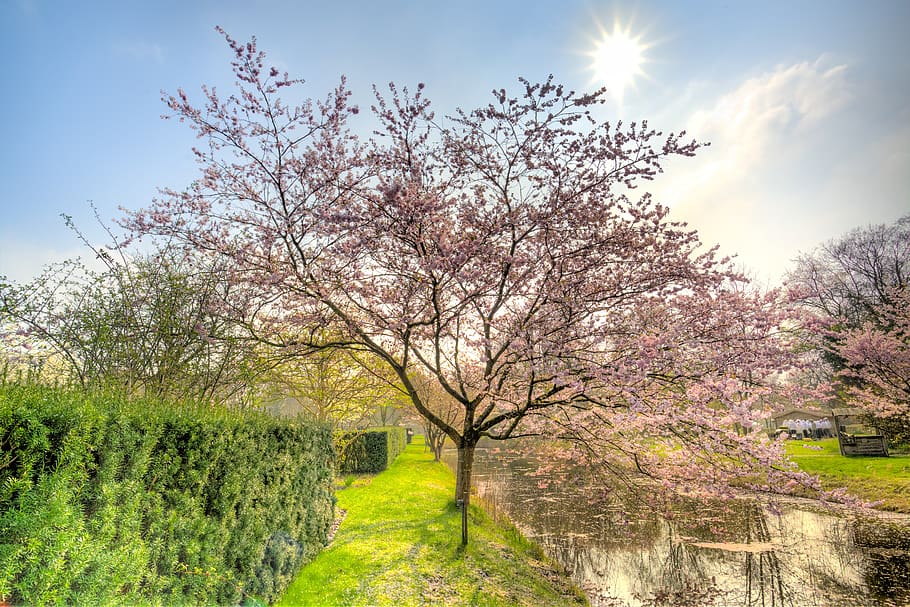 pink tree, blossom, sunny, spring, bloom, branch, nature, color HD wallpaper