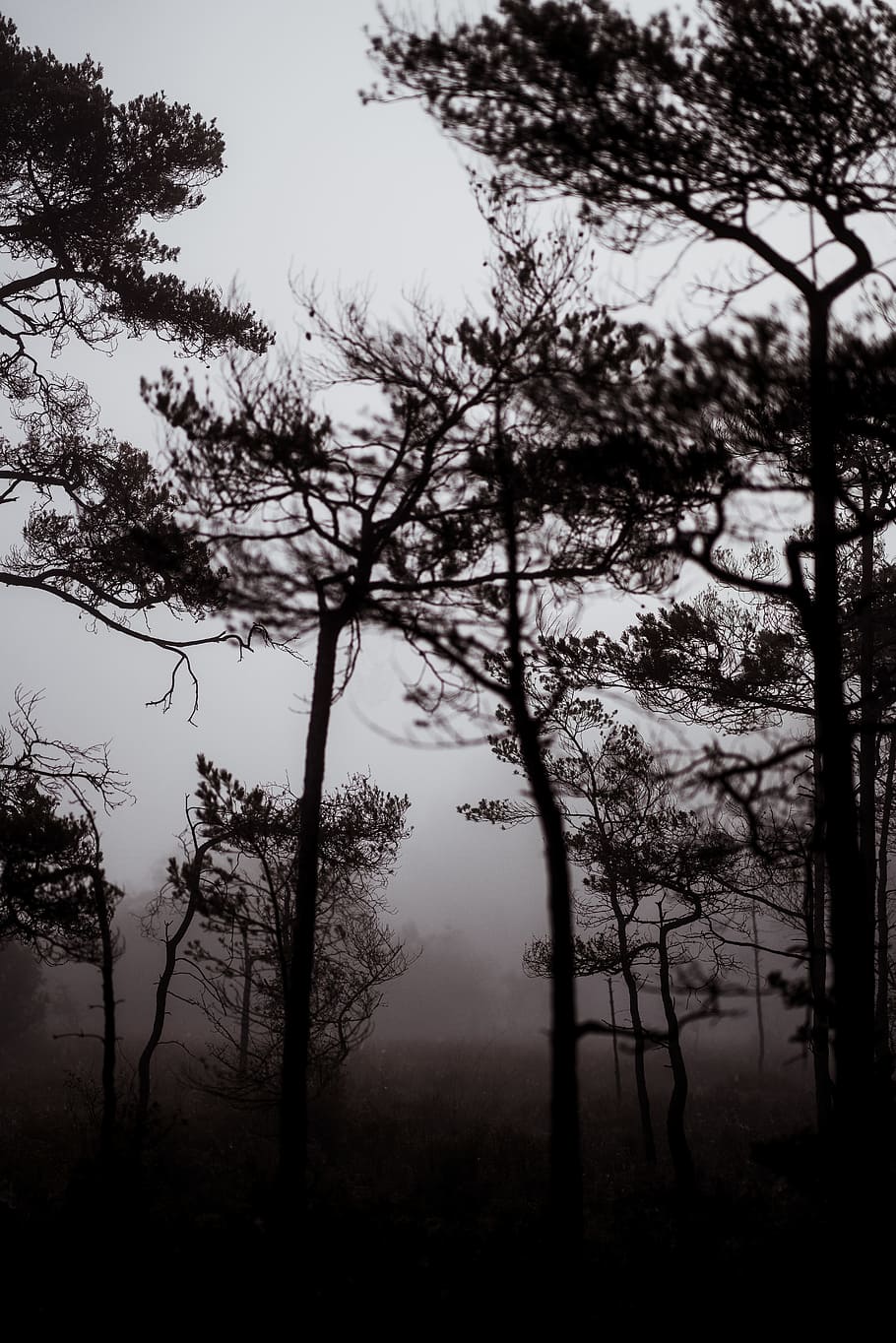 green leafed trees during mist, forest, fog, dark, silhouette HD wallpaper