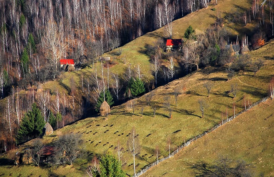 romania, brașov, mountain, plant, beauty in nature, scenics - nature HD wallpaper
