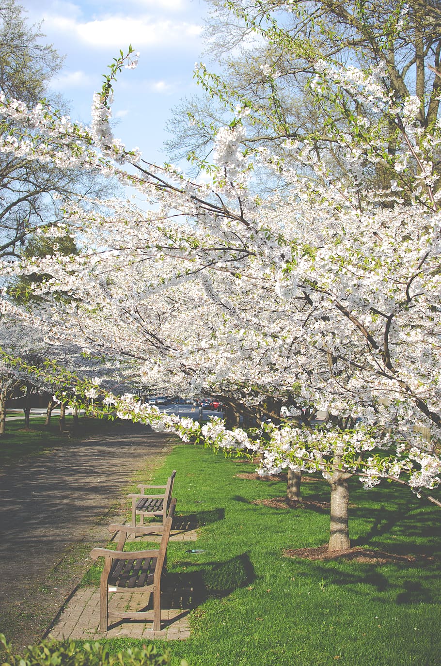 white petaled flowers during daytime, tree, bench, park, cherry blossom HD wallpaper