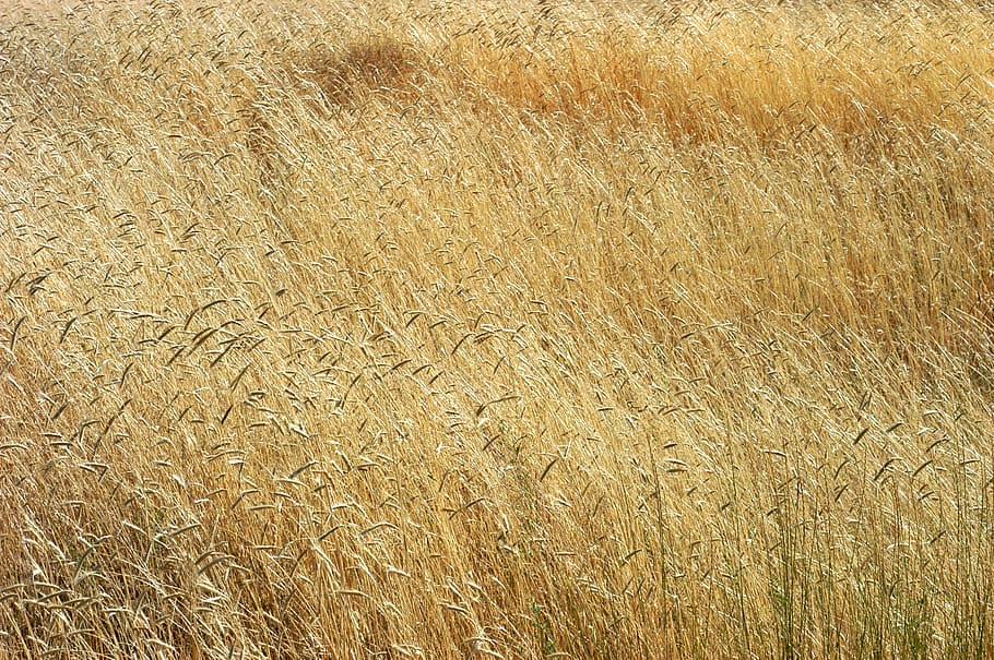 grain, field, backgrounds, full frame, land, agriculture, plant HD wallpaper