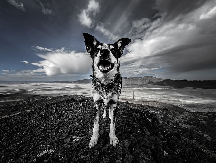 close-up photography of black and white dog near open field during daytime, HD wallpaper