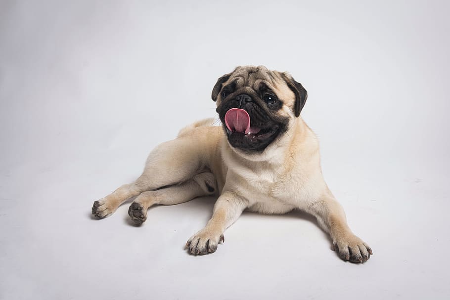 fawn pug, dog, pet, canine, animal, mammal, puppy, mouth, lip HD wallpaper