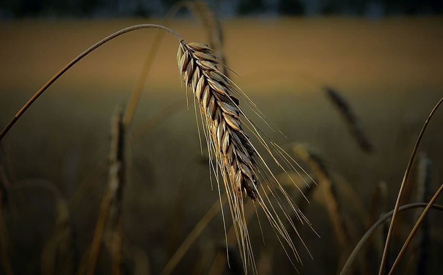 kłos, corn, field, harvest, evening, growth, plant, agriculture HD wallpaper