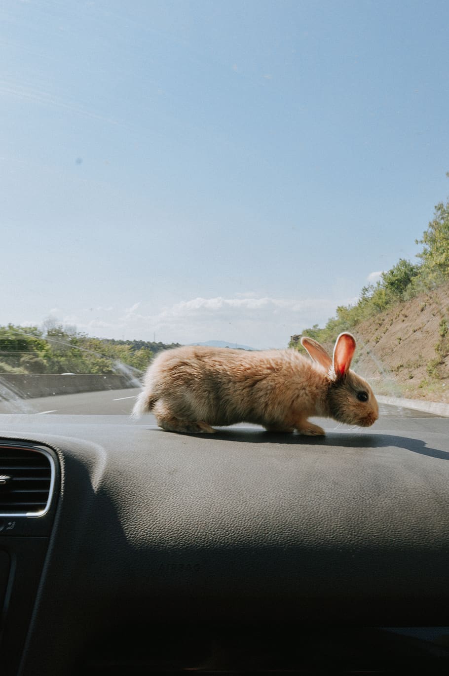 brown mouse, mammal, animal themes, motor vehicle, transportation HD wallpaper