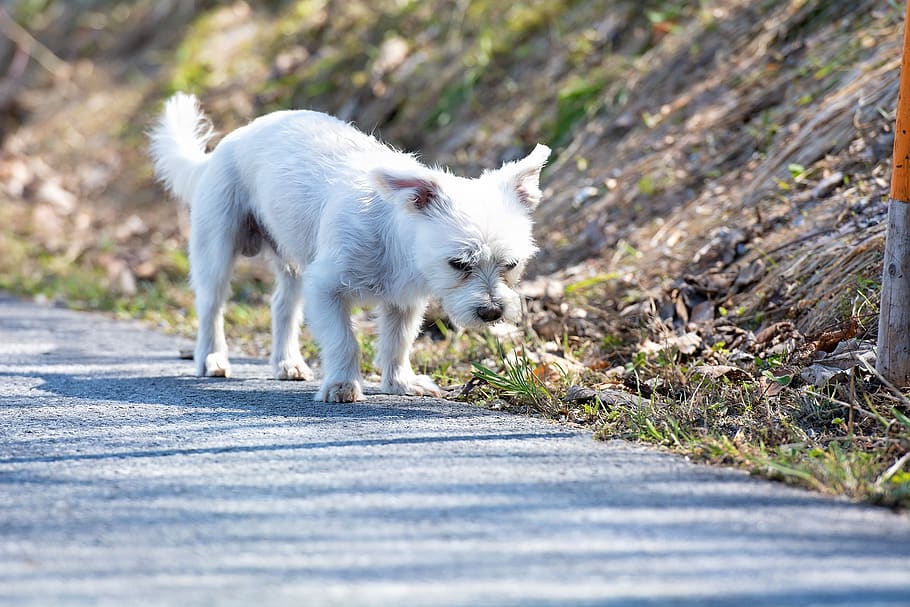 dog, white, out, small, small dog, hybrid, road, alone, maltese, HD wallpaper