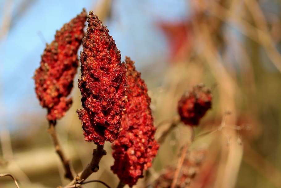sumac, rhus, spice, infructescence, seeds was, stag piston HD wallpaper