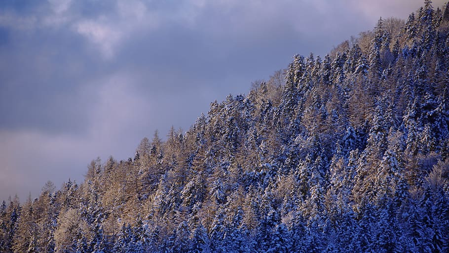 austria, seefeld, tree, plant, beauty in nature, sky, tranquility HD wallpaper