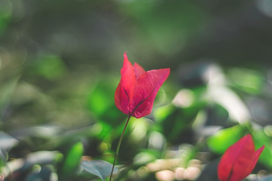 flower, leaf, pink, plant, green, close-up, pink leaf, pink leaf with blurred background HD wallpaper