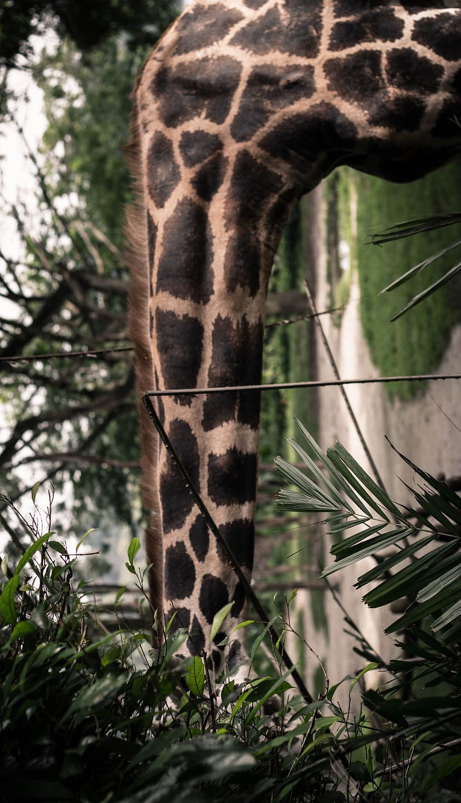 singapore, zoo, asia, funny, insolite, vertical, eat, hide, HD wallpaper