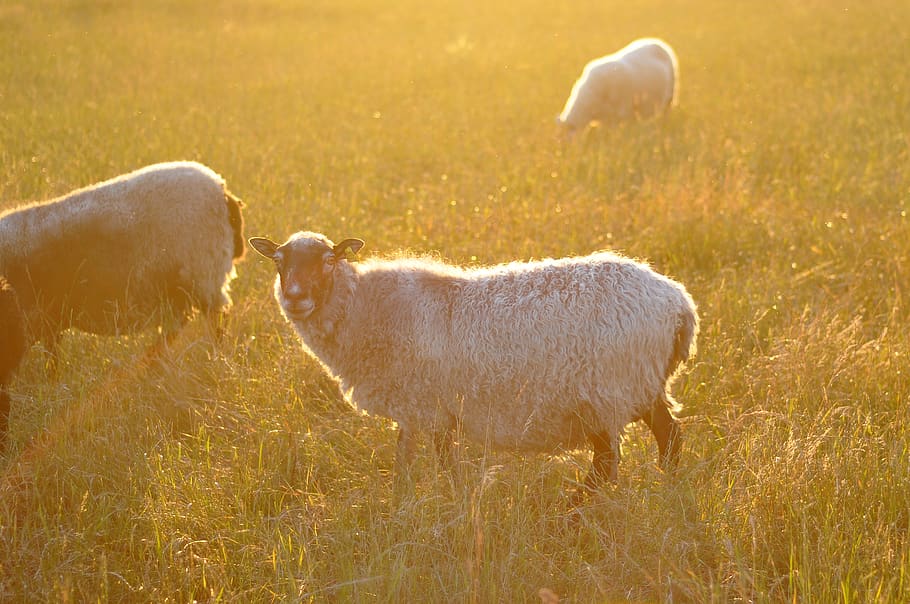 sweden, lund, wool, nature, meadow, animal, agricultural, farm HD wallpaper