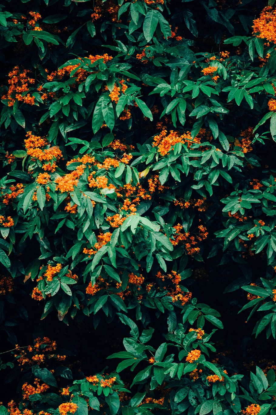 orange petaled flower, plant, bush, tree, animal, sea life, aquarium HD wallpaper
