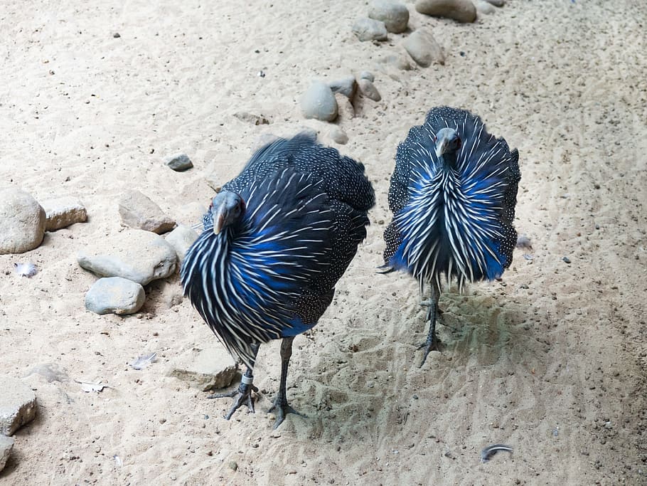 Blue and Black Birds, Animals, purple, sand, land, animal wildlife HD wallpaper
