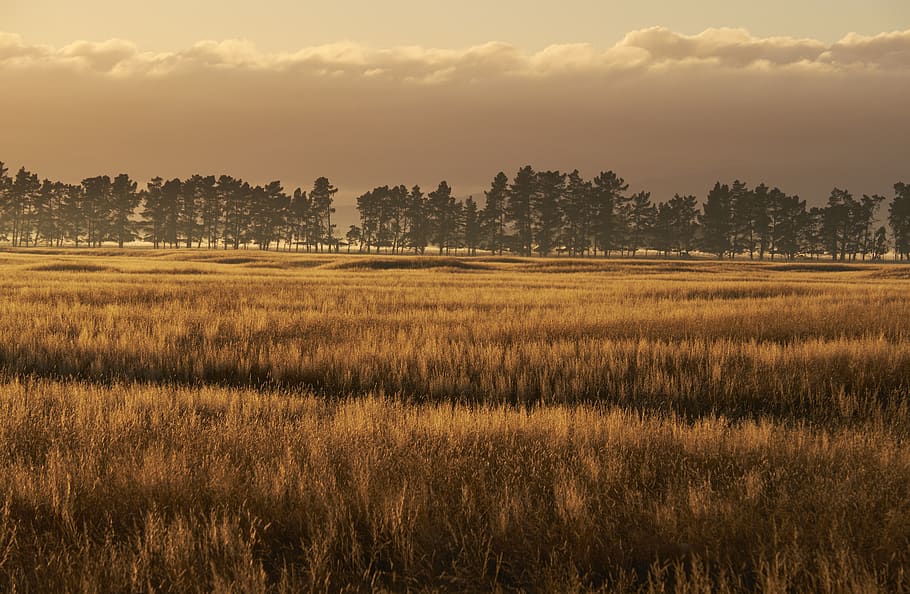 sunrise, low angle light, grass, trees, cloud, savannah, landscape HD wallpaper