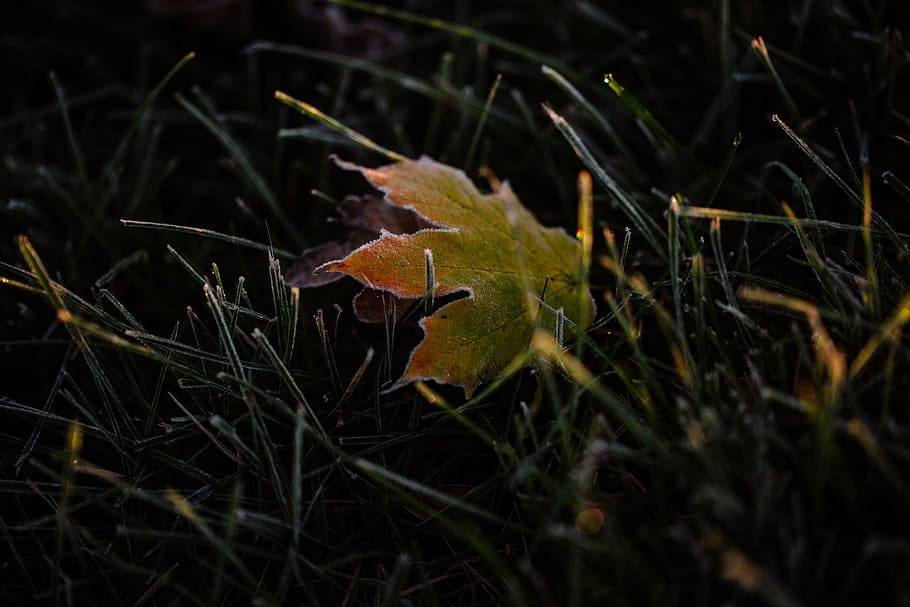 green leaf, farmington hills, united states, plant, grass, flora HD wallpaper
