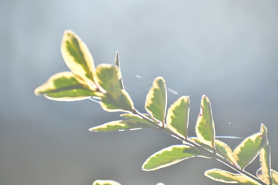 plant, growth, plant part, nature, close-up, leaf, no people HD wallpaper