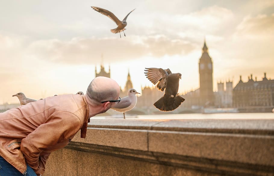 bird, looking, man, tourist, vacation tips, trip, natur, observation HD wallpaper
