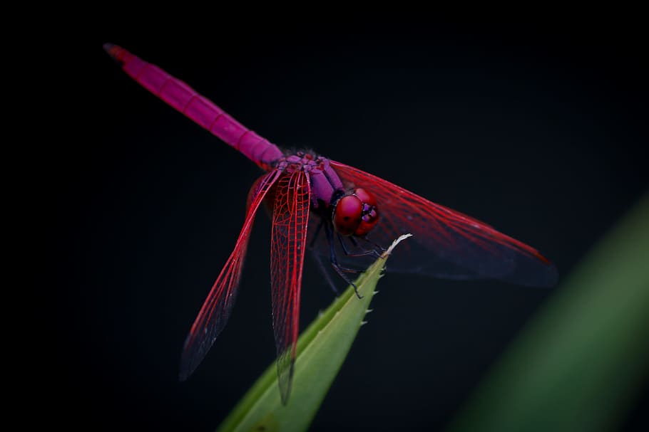 green, leaf, plant, dragonfly, insect, animal, outdoor, garden HD wallpaper