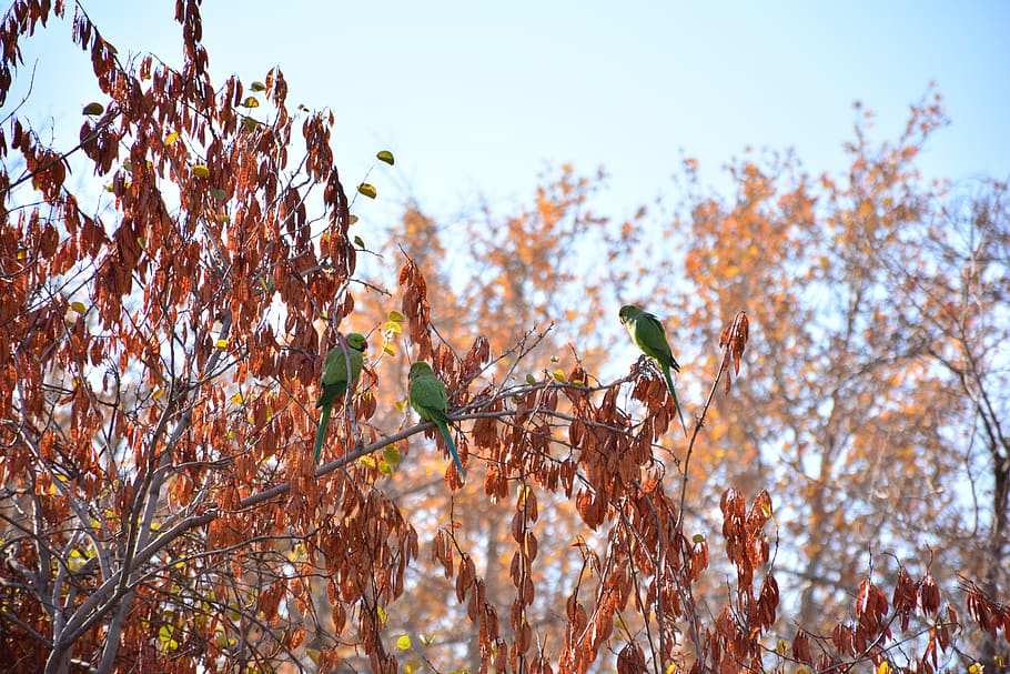 iran, mashhad, tree, plant, animals in the wild, low angle view HD wallpaper