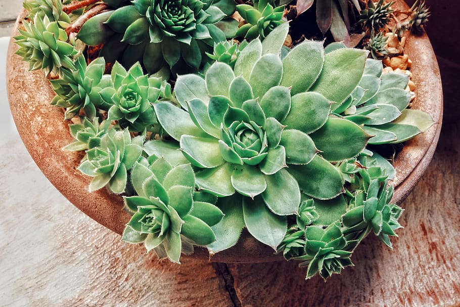 plants, macro, succulent, succulent plant, green color, growth HD wallpaper