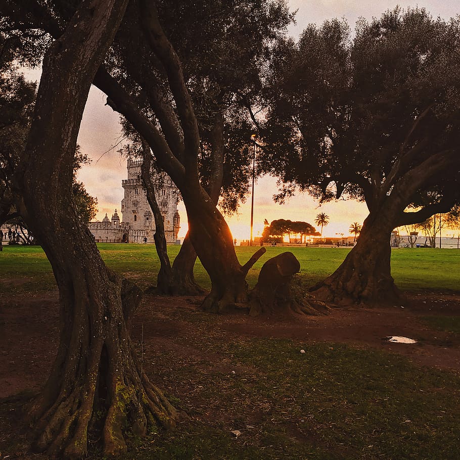 tree, plant, tree trunk, painting, art, portugal, belem, lisbom HD wallpaper