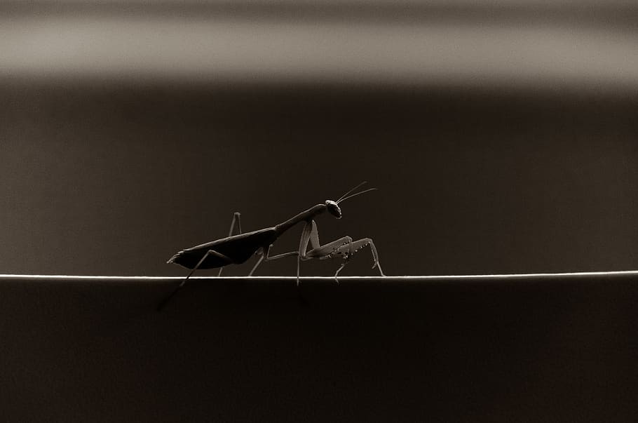 praying mantis, bug, insect, black and white, monochrome, mood HD wallpaper