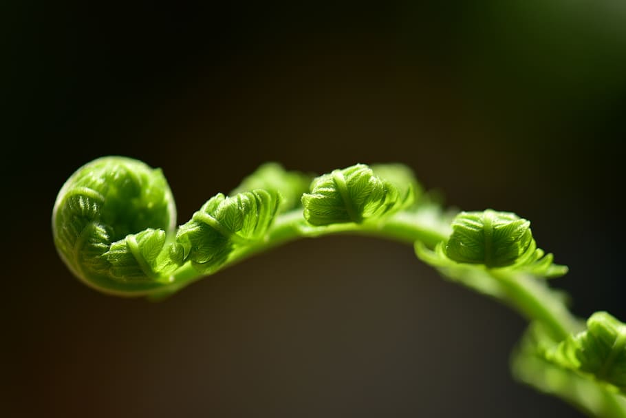 fern, leaf, roll, flora, freshness, desktop, nature, color HD wallpaper